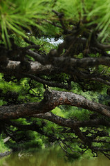 Fototapeta na wymiar 松の木