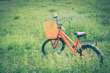 Orange bikes on flower purple grass field background.