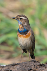 Male Bluethroats from Alaska, Bluethroat is one of the handful of birds that breed in North America and winter in Asia.