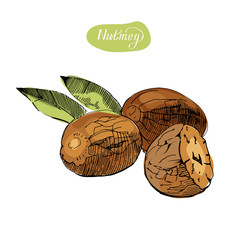 Hand drawn sketch of nutmegs. Spice and condiment vector illustration isolated on white background.