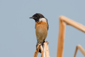 Siberian stonechat or Asian stonechat is a recently validated species of the Old World flycatcher family. It breeds in temperate Asia and easternmost Europe and winters in the Old World tropics.
