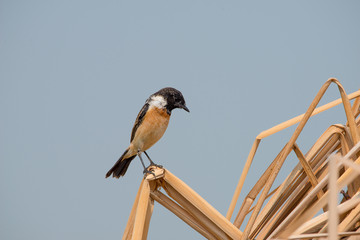 Siberian stonechat or Asian stonechat is a recently validated species of the Old World flycatcher...