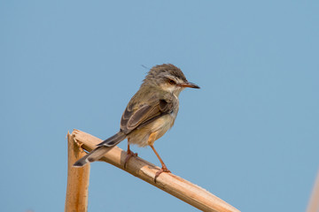 Plain Prinia or White-browed Prinia with blue sky background