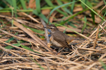 Male Bluethroats from Alaska, Bluethroat is one of the handful of birds that breed in North America and winter in Asia.