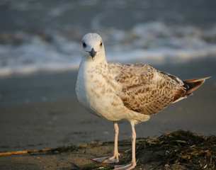seagull on the beach in summer