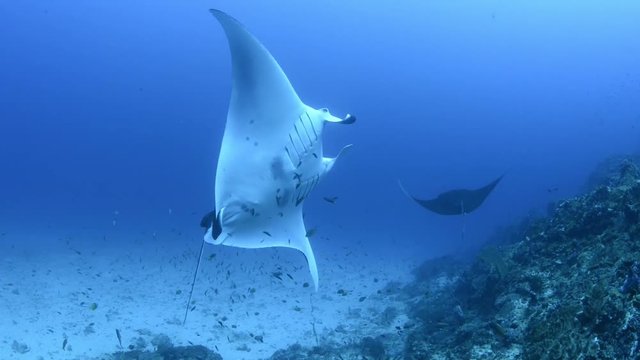 The frontal view of a manta ray swimming towards the cleaning station in Komodo National Park to go and get cleaned by the butterflyfish.