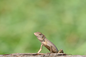 Naklejka na ściany i meble oriental garden lizard or eastern garden lizard in Thailand