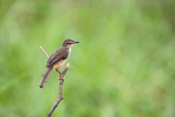 Obraz premium Plain Prinia or White-browed Prinia with blur green background