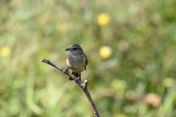 Brown shrike with blur green grass field background