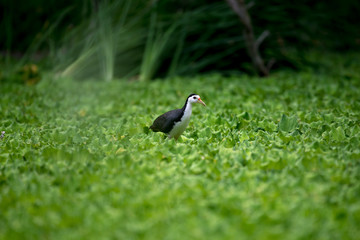 white-breasted waterhen  is a waterbird of the rail and crake family. They are dark slaty birds with a clean white face, breast and belly.