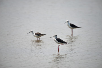 Black-winged stilt breeding habitat of all these stilts is marshes, shallow lakes and ponds. 