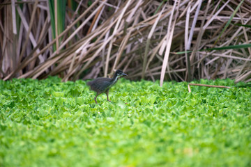 Juvenile white-breasted waterhen  is a waterbird of the rail and crake family. They are dark slaty...