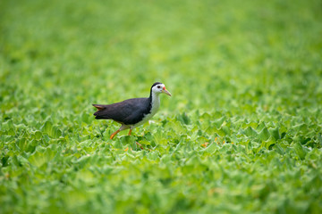 Obraz premium white-breasted waterhen is a waterbird of the rail and crake family. They are dark slaty birds with a clean white face, breast and belly.