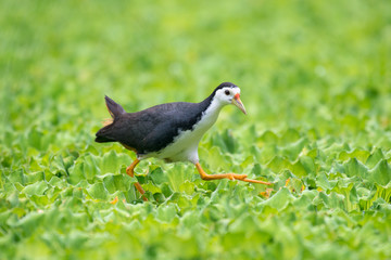 white-breasted waterhen  is a waterbird of the rail and crake family. They are dark slaty birds...