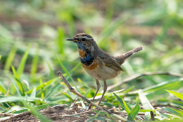 Male Bluethroats from Alaska, Bluethroat is one of the handful of birds that breed in North America and winter in Asia.