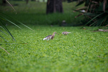 Obraz premium Chinese pond heron is an East Asian freshwater bird of the heron family.