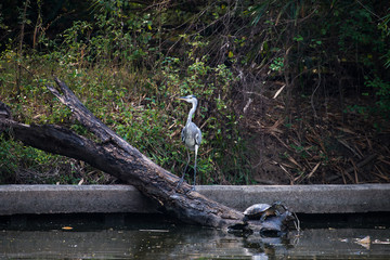 Grey heron (Ardea cinerea) is a long-legged predatory wading bird of the heron family, Ardeidae, native throughout temperate Europe and Asia and also parts of Africa.