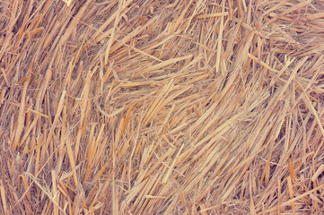 wheat field texture concept with instagram filter