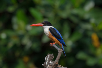 Black-Capped Kingfisher, usually seen on coastal waters and especially in mangroves, it is easily disturbed, but perches conspicuously and dives to catch fish but also feeds on large insects.