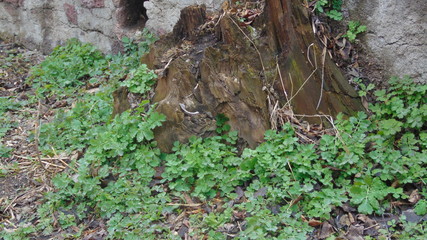 plant растение 