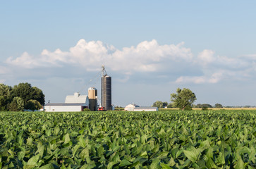 Fototapeta na wymiar Soybeans growing in a field with a small, family farm in the background. Barn, silo, crib, and out buildings of a farm, with clouds gathering overhead. Concepts of agriculture, farming, trade war