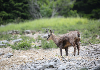 Naklejka na ściany i meble chamois with little horns in the mountains in summer