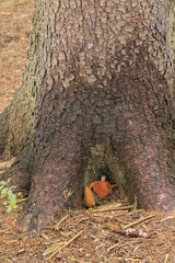 Fifth tree with baby-made figurine.