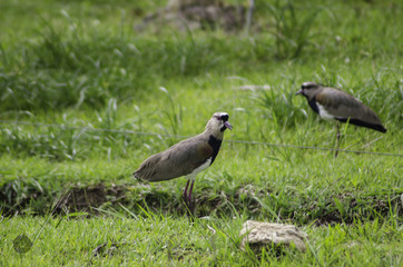 Alcaravan