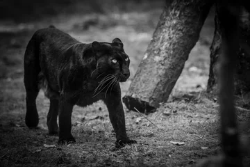 Foto op Plexiglas Black Panther in the forest © AB Photography