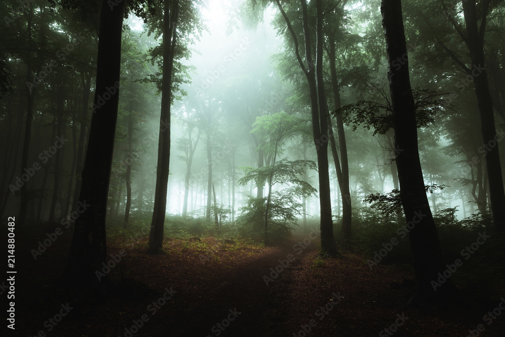Poster fantasy trail in foggy forest. strange light in the background hrough the trees