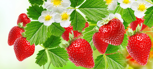 berries strawberries