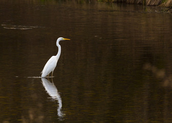 Great White Heron in a natural park