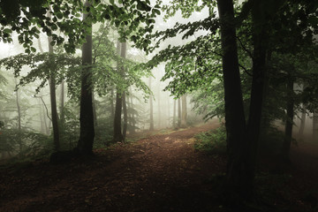 Enchanted foggy forest trail. Mistic woodland in rainy day