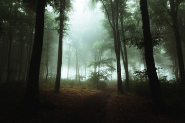 Fototapeta premium Fantazyjny szlak w mglistym lesie. Dziwne światło w tle przez drzewa
