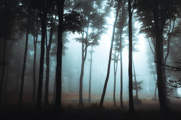 Dark silhouettes of spooky trees in foggy forest. Halloween darkness