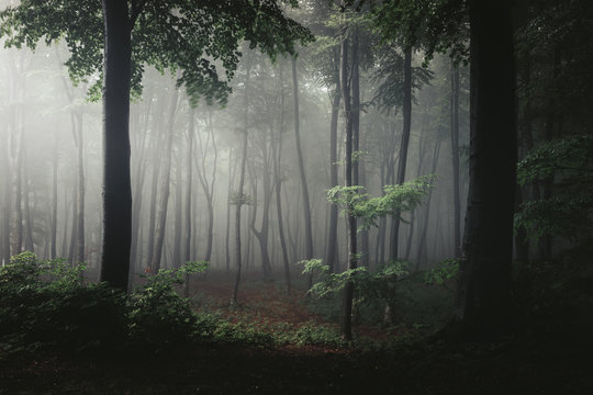 Fototapeta Tree in light in foggy forest. Darkness around it. Trail in light