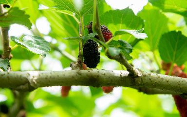 mulberry fruit