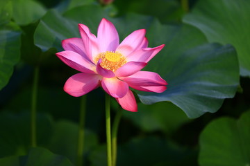 Blooming lotus flower, very beautiful