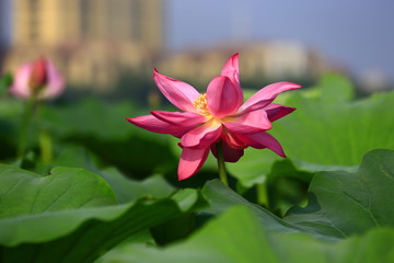 Fototapeta premium Blooming lotus flower, very beautiful