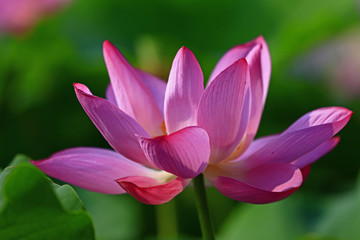Blooming lotus flower, very beautiful