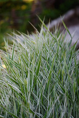 Molinia or moor grass