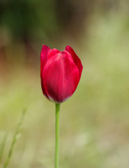 Fresh pink tulip