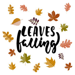 Leaves falling - hand drawn cozy Autumn seasons holiday lettering phrase and leaf doodles isolated on the white background. Fun brush ink vector illustration for banners, cards, posters design.