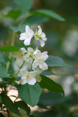 blossoming white cherry blossoms