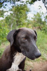 calm wise dog's face