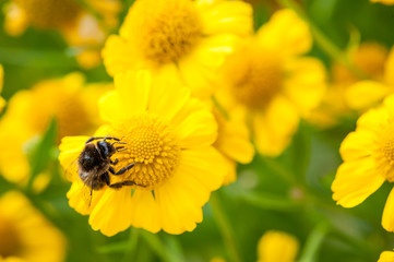 Mining bee on a yellow flower