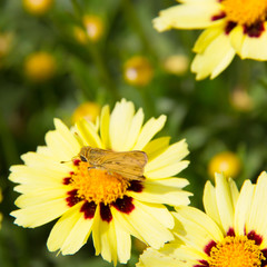 Close up of yellow African Daisies with a fiery Skipper Hylephila Phyleus golden butterfly