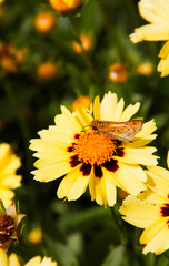 Fiery Skipper Hylephila Phyleus butterfly perched on yellow flowers. Yellow African Daisy. Insects...