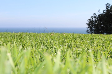 Grass with ocean background
