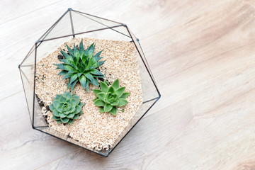 Glass florarium vase with succulent plants and small cactus on wooden background. Small garden with miniature cactuse. Home indoor plants.
